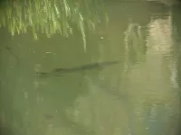 Snoek [Esox lucius]